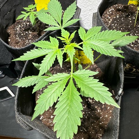 Amnesia Haze Auto growlog timeline photo