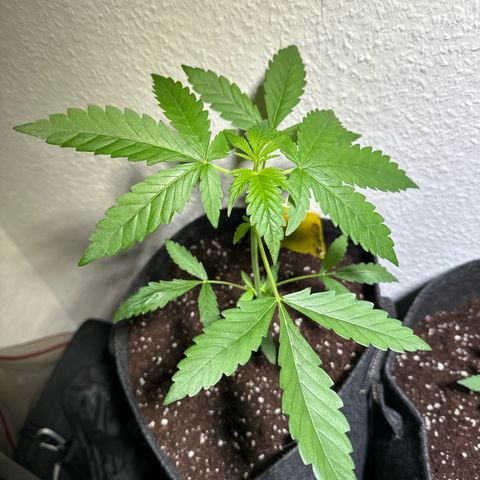 Wedding Cake Auto growlog timeline photo