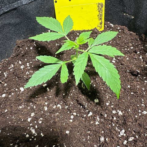 Milky Way growlog timeline photo