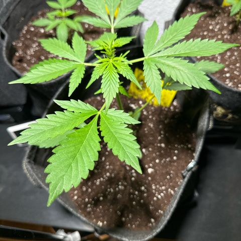 Amnesia Haze Auto growlog timeline photo