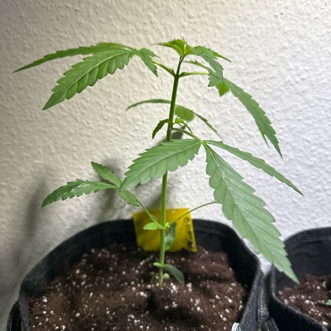 Wedding Cake Auto growlog timeline photo