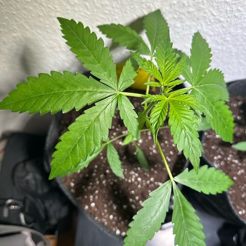 Wedding Cake Auto growlog timeline photo