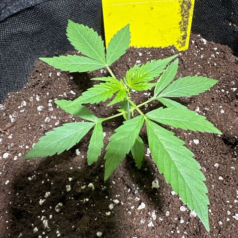 Milky Way growlog timeline photo