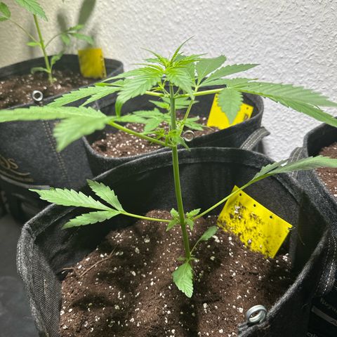 Amnesia Haze Auto growlog timeline photo