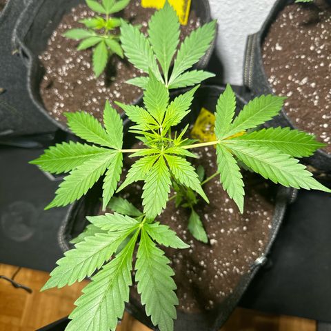 Amnesia Haze Auto growlog timeline photo