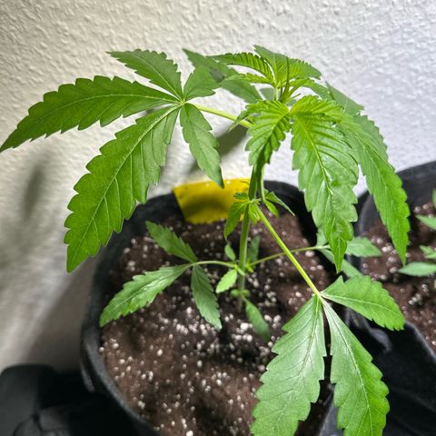 Wedding Cake Auto growlog timeline photo