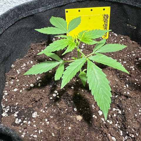 Milky Way growlog timeline photo