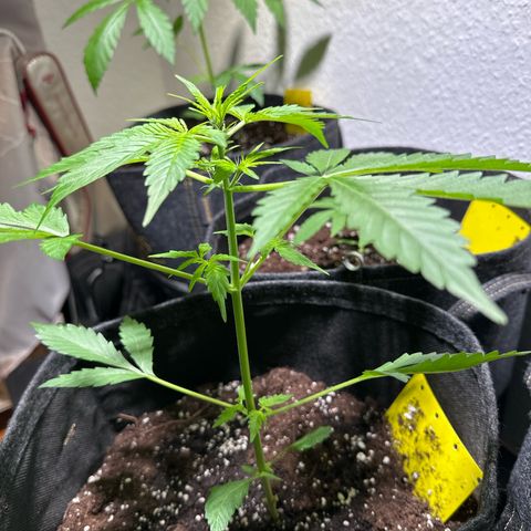 Amnesia Haze Auto growlog timeline photo