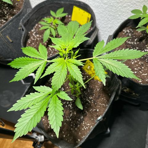 Amnesia Haze Auto growlog timeline photo