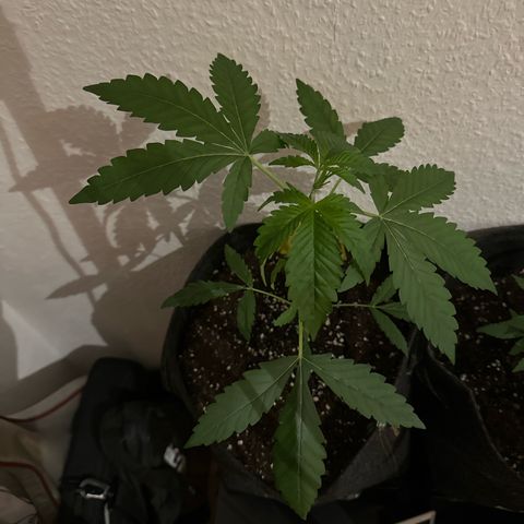 Wedding Cake Auto growlog timeline photo