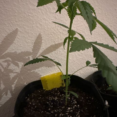 Wedding Cake Auto growlog timeline photo