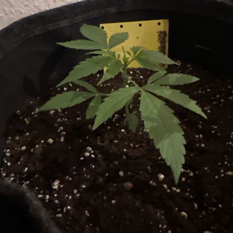 Milky Way growlog timeline photo