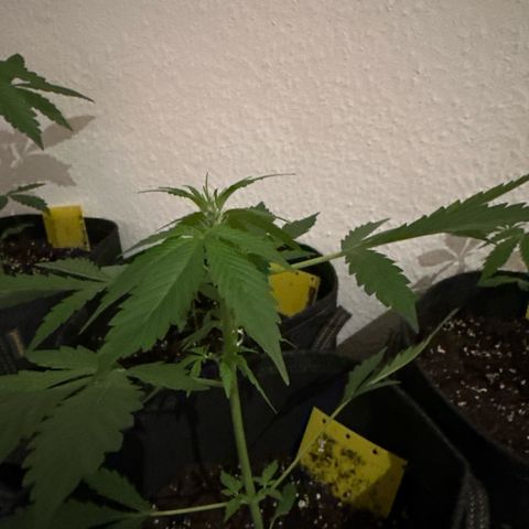 Amnesia Haze Auto growlog timeline photo
