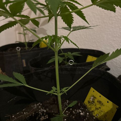 Amnesia Haze Auto growlog timeline photo