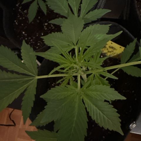 Amnesia Haze Auto growlog timeline photo
