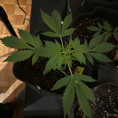 Amnesia Haze Auto growlog timeline photo