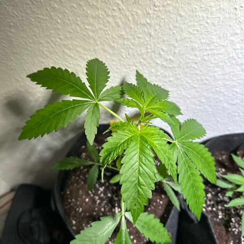 Wedding Cake Auto growlog timeline photo