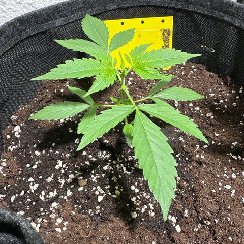 Milky Way growlog timeline photo