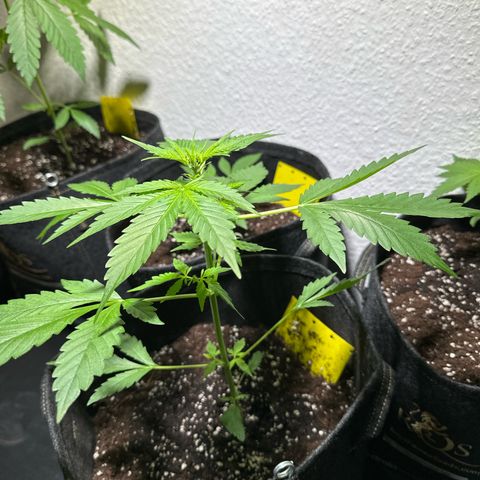 Amnesia Haze Auto growlog timeline photo