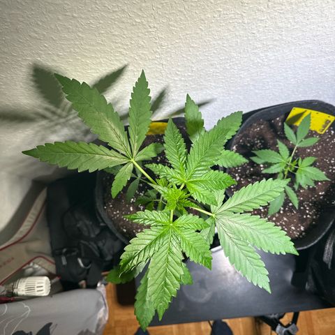 Wedding Cake Auto growlog timeline photo