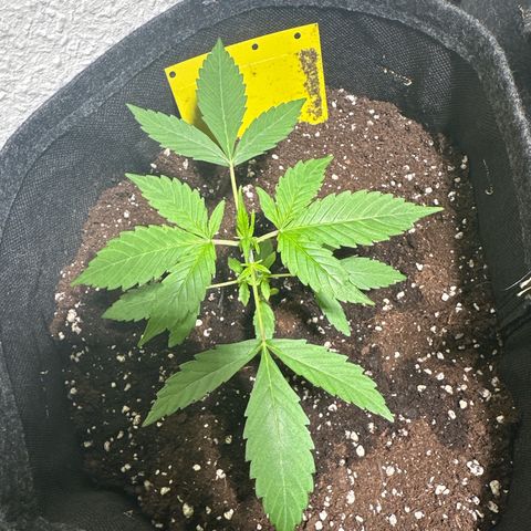 Milky Way growlog timeline photo