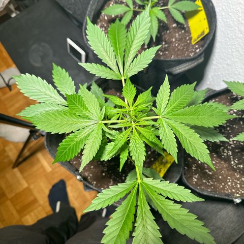 Amnesia Haze Auto growlog timeline photo
