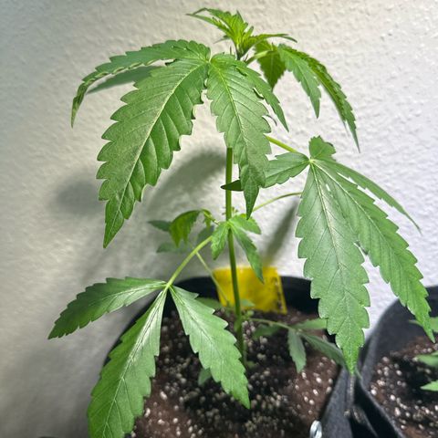Wedding Cake Auto growlog timeline photo