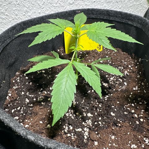 Milky Way growlog timeline photo