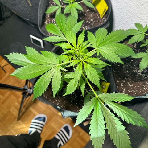 Amnesia Haze Auto growlog timeline photo