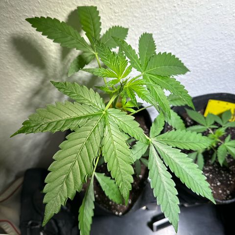 Wedding Cake Auto growlog timeline photo