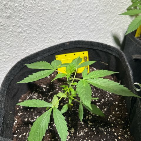Milky Way growlog timeline photo