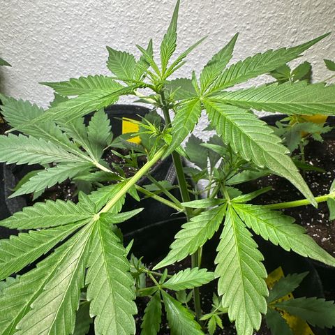 Amnesia Haze Auto growlog timeline photo