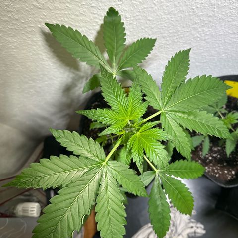 Wedding Cake Auto growlog timeline photo