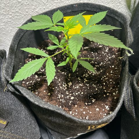 Milky Way growlog timeline photo