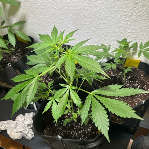 Amnesia Haze Auto growlog timeline photo