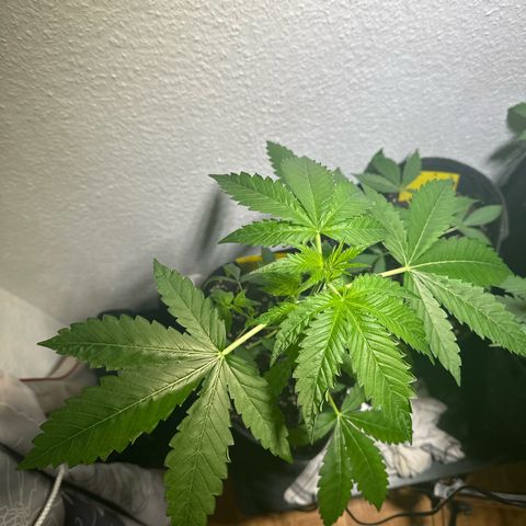 Wedding Cake Auto growlog timeline photo
