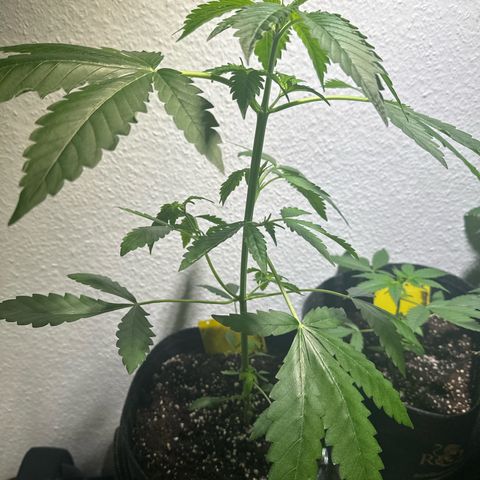 Wedding Cake Auto growlog timeline photo