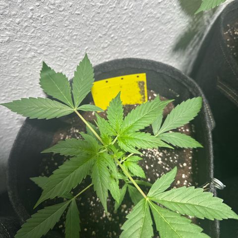 Milky Way growlog timeline photo