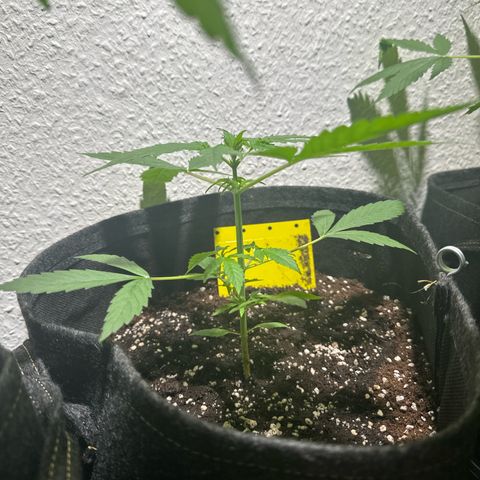 Milky Way growlog timeline photo