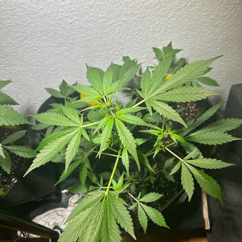 Amnesia Haze Auto growlog timeline photo