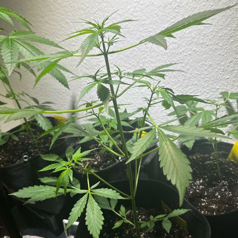 Amnesia Haze Auto growlog timeline photo