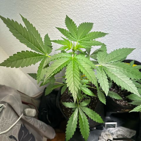 Wedding Cake Auto growlog timeline photo