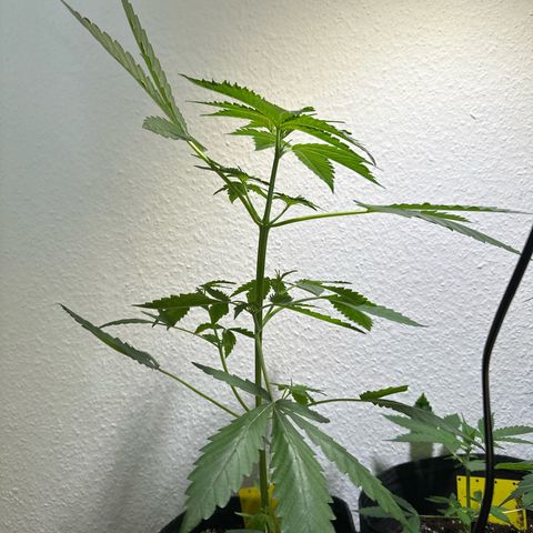 Wedding Cake Auto growlog timeline photo