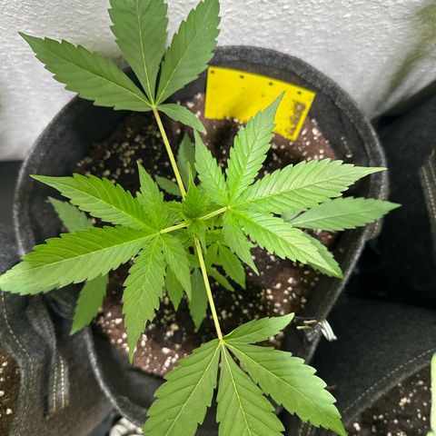 Milky Way growlog timeline photo