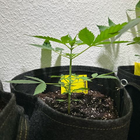 Milky Way growlog timeline photo