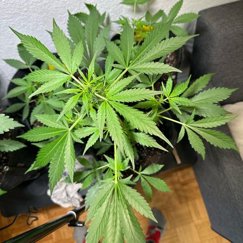 Amnesia Haze Auto growlog timeline photo