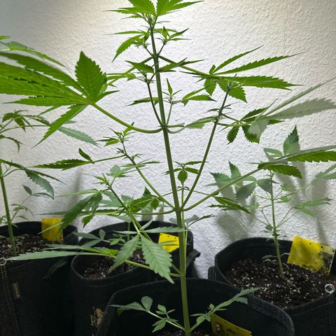Amnesia Haze Auto growlog timeline photo