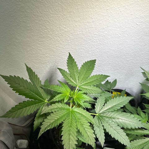 Wedding Cake Auto growlog timeline photo