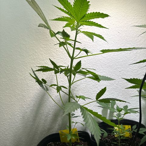 Wedding Cake Auto growlog timeline photo