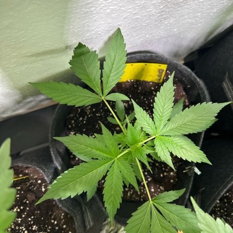 Milky Way growlog timeline photo